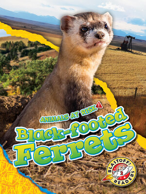 cover image of Black-footed Ferrets